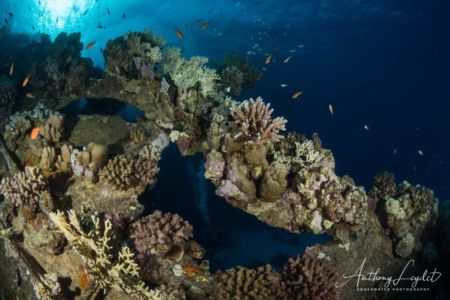 Coraux sur l'épave du Tienstin