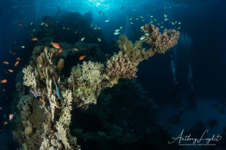 Coraux sur l'épave du Tienstin