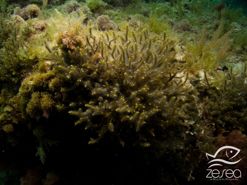 Cladostephus-spongiosus.jpg - Cladostephus spongiosus. Le cladostephus spongieux est une algue brune qui possede des rameaux rappelant des petits goupillons. Elle vit dans les zones peu profondes et peu agitées.