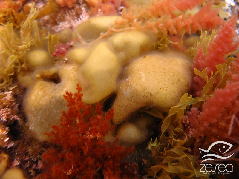 Colpomenia-sinuosa.jpg - Colpomenia sinuosa. C'est une algue qui vit dans les eaux peu profondes, elle est photophile et a donc besoin de beaucoup de lumière. Elle peut également vivre fixée sur d'autres algues en tant qu'épiphyte.