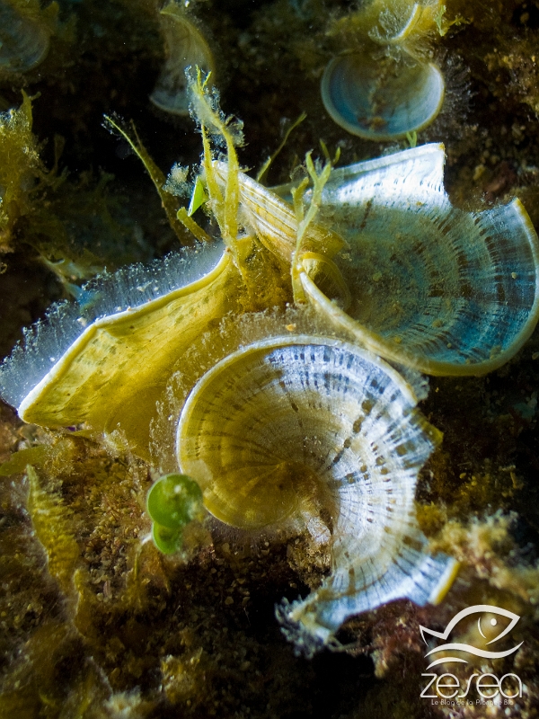 Padina-pavonica.jpg - Padina pavonica. La padine "Queue de Paon" est une algue brune que l'on rencontre fréquemment dans les fonds rocheux jusqu'à 20m. C'est une espèce pantropicale, que l'on rencontre donc dans toutes les mers chaudes. Elle a la particularité d'être recouverte de calcaire sous la forme "aragonite" qui lui donne sa couleur blanche.