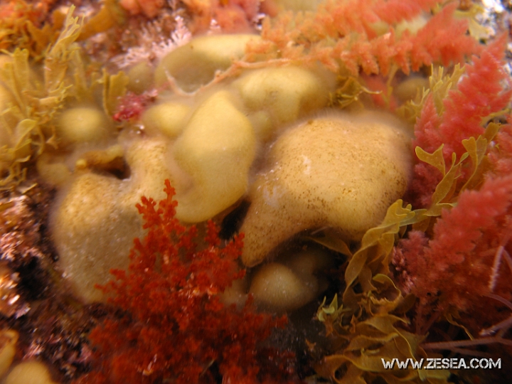 photo 059.jpg - Colpomenia sinuosa - Algues brunes. C'est une algue qui vit dans les eaux peu profondes, elle est photophile et a donc besoin de beaucoup de lumière. Elle peut également vivre fixée sur d'autres algues en tant qu'épiphyte.