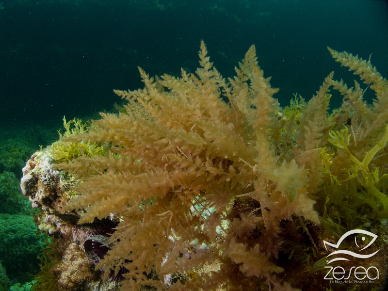 Asparagopsis-armata.jpg - Asparagopsis armata. Elle est originaire de Nouvelle-Zélande et Australie et a été introduite accidentellement en Europe. Au printemps, elle a tendance à envahir les fonds de l'infralittoral (zones éclairées peu profondes).