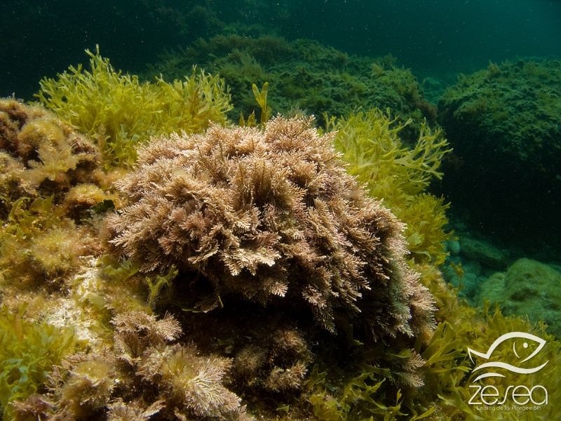 Corallina-elongata.jpg - Corallina elongata. La coralline est une algue rouge calcifiée, présentant des ramification avec articulation. C'est une espèce que l'on trouve dans les zones éclairées. C'est une espèce utilisée en médecine en chirurgie osseuse.