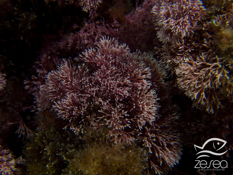 Jania-rubens.jpg - Jania rubens. Algue rouge (Rhodophyta) calcaire de la famille des Corallinacées.