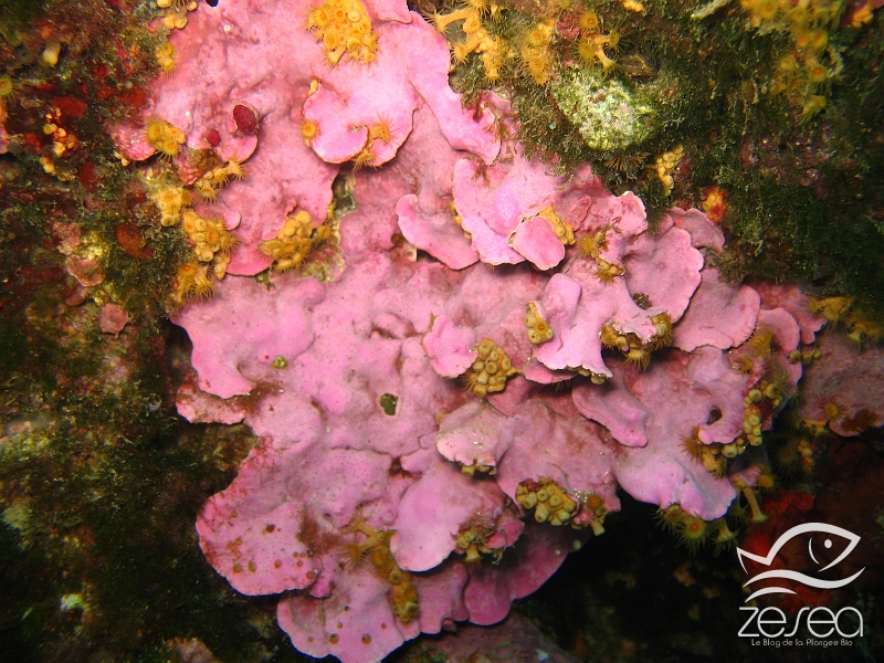 Pseudolithophyllum-expansum.jpg - Pseudolithophyllum expansum. Le pseudolithophyllum étendu est une algue encroutante très calcifiée. On la trouve dans les zones se trouvant à l'abri de la lumière, notamment dans le coralligène.