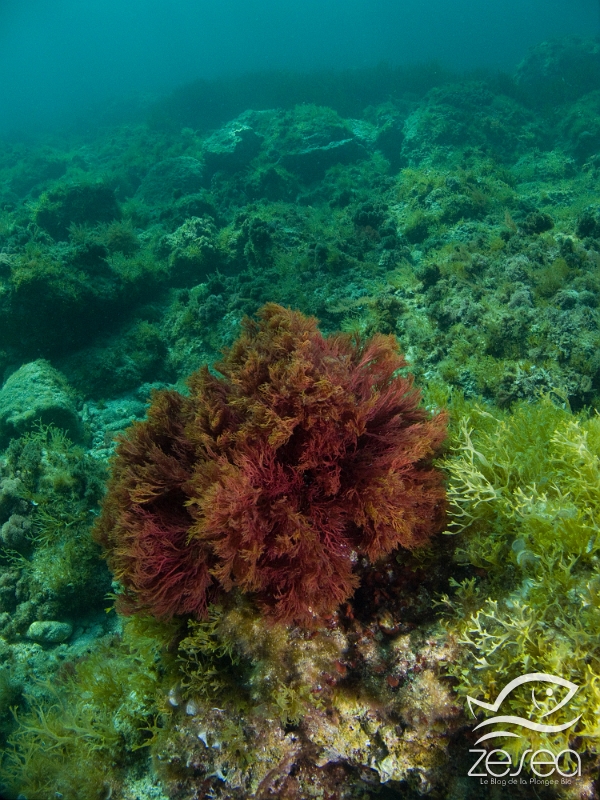 Sphérocoque.jpg - Sphaerococcus coronopifolius. Le Sphérocoque est une algue d'aspet cartilagineux, que l'on trouve dès la surface.