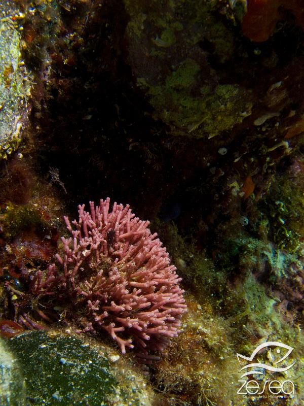 Tricleocarpa-fragilis.jpg - Tricleocarpa fragilis. Le tricléocarpe est une algue calcaire rouge, présentant des ramifications cylindriques creuses. Elle vit dans les zones peu éclairées.