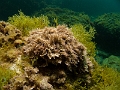 Corallina-elongata