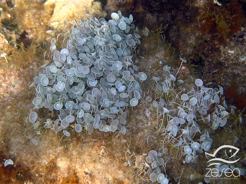 Acetabularia-acetabulum.jpg - Acetabularia acetabulum - Algues vertes. Les acétabulaires sont des algues facilement reconnaissables en début d'été grâce à leur ombrelle qui renferme les spores pour la reproduction. Elles font partie des algues tropicales, reliques de la Thétys. C'est une espèce endémique de la Méditerranée.