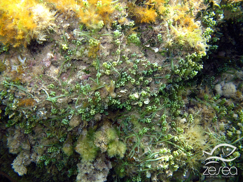 Caulerpa-racemosa.jpg - Caulerpa racemosa. La racemosa est une cousine de la Caulerpa taxifolia, mais celle-ci est originaire de mer Rouge, elle a vraisemblablement été transportée par des navires venus par le Canal de Suez. C'est une espèce photophile et envahie les substrats ensoleillés, ce qui provoque un déficie d'oxygène pour la faune et la flore fixées.