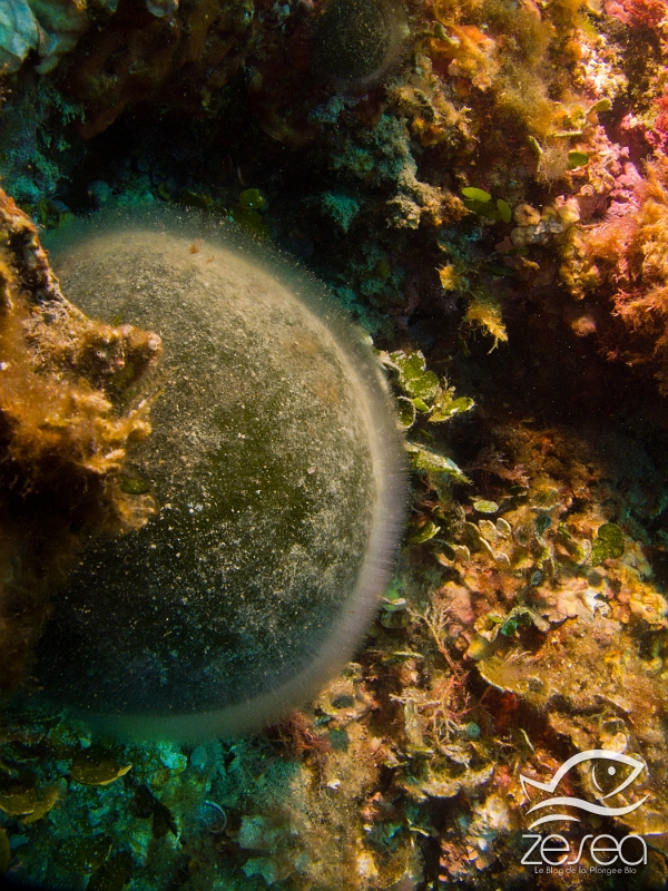 Codium-bursa.jpg - Codium bursa - Algue verte. Le codium en boule est une espèce photophile, on la rencontre fréquemment sur les rochers, et peut avoir une taille de plus de 20cm de diamètre.