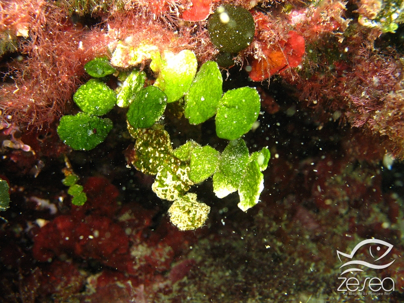 Halimeda-tuna.jpg - Halimeda tuna. Algues verte calcifiée, que l'on surnomme "la Monnaie de Poseîdon". On la trouve plutôt dans les sites ombragés, et peut être recouverte d'organismes épibiontes. C'est une espèce tropicale que l'on retrouve dans l'indo-pacifique et dans les Caraïbes.