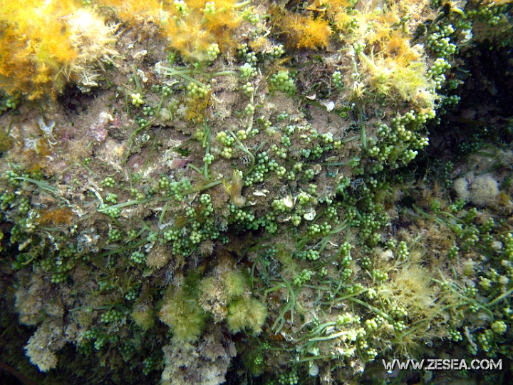 IMG_0120.jpg - Caulerpa racemosa. La racemosa est une cousine de la Caulerpa taxifolia, mais celle-ci est originaire de mer Rouge, elle a vraisemblablement été transportée par des navires venus par le Canal de Suez. C'est une espèce photophile et envahie les substrats ensoleillés, ce qui provoque un déficie d'oxygène pour la faune et la flore fixées.