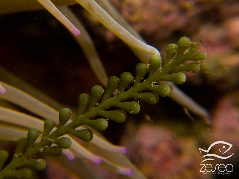 Racemosa.jpg - Caulerpa racemosa. La racemosa est une cousine de la Caulerpa taxifolia, mais celle-ci est originaire de mer Rouge, elle a vraisemblablement été transportée par des navires venus par le Canal de Suez. C'est une espèce photophile et envahie les substrats ensoleillés, ce qui provoque un déficie d'oxygène pour la faune et la flore fixées.