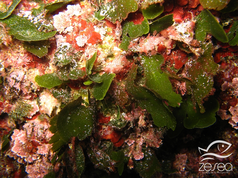 Udotea-petiolata.jpg - Udotea petiolata - Algues vertes. Cette algue verte en forme d'éventails, est une espèce sciaphile (vivant à l'ombre) très importante puisqu'elle rentre dans la composition du coralligène.