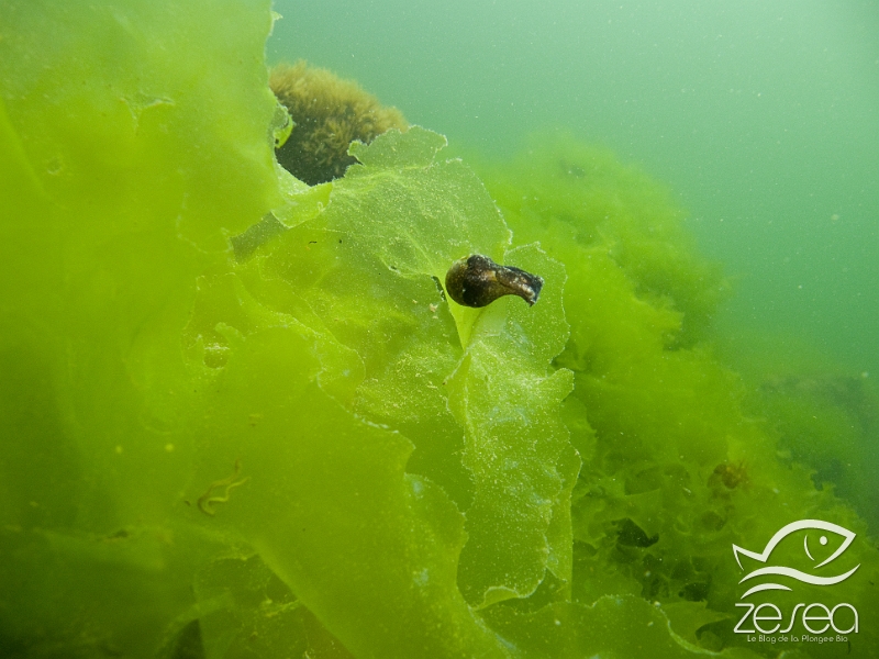 Ulva-lactuca.jpg - Ulva lactuca. L'Ulve ou "Laitue de mer", est une algue verte que l'on rencontre un peu partout dans le monde, dans les eaux peu profondes, car elle a besoin de beaucoup de lumière.