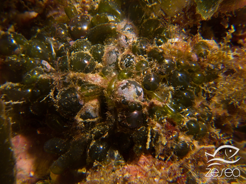Valonia-macrophysa.jpg - Valonia macrophysa. La Valonie grosse bulle est une algue verte un peu particulière, puisque elle forme des vésicules rondes remplies d'air.