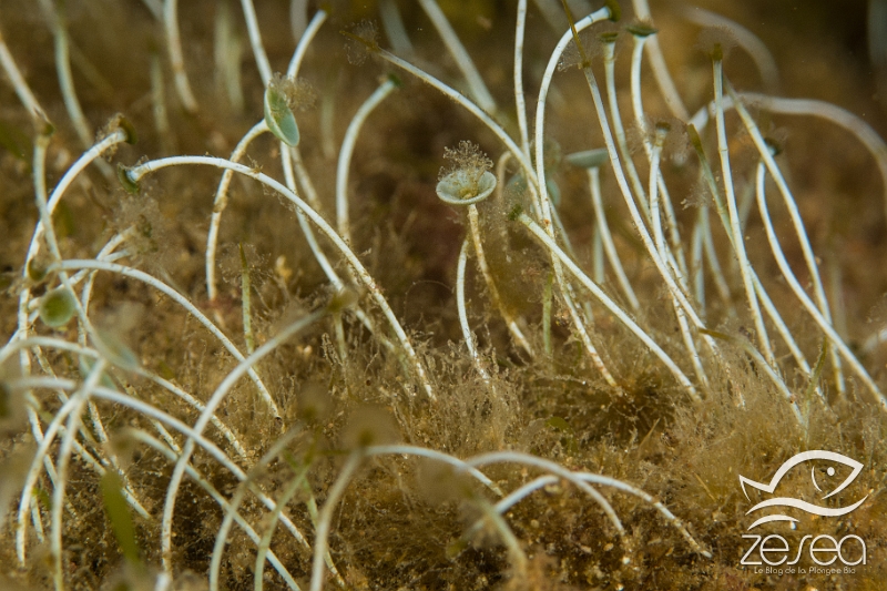 acetabulaire.jpg - Acetabularia acetabulum - Algues vertes. Les acétabulaires sont des algues facilement reconnaissables en début d'été grâce à leur ombrelle qui renferme les spores pour la reproduction. Elles font partie des algues tropicales, reliques de la Thétys. C'est une espèce endémique de la Méditerranée.