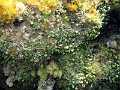 Caulerpa-racemosa