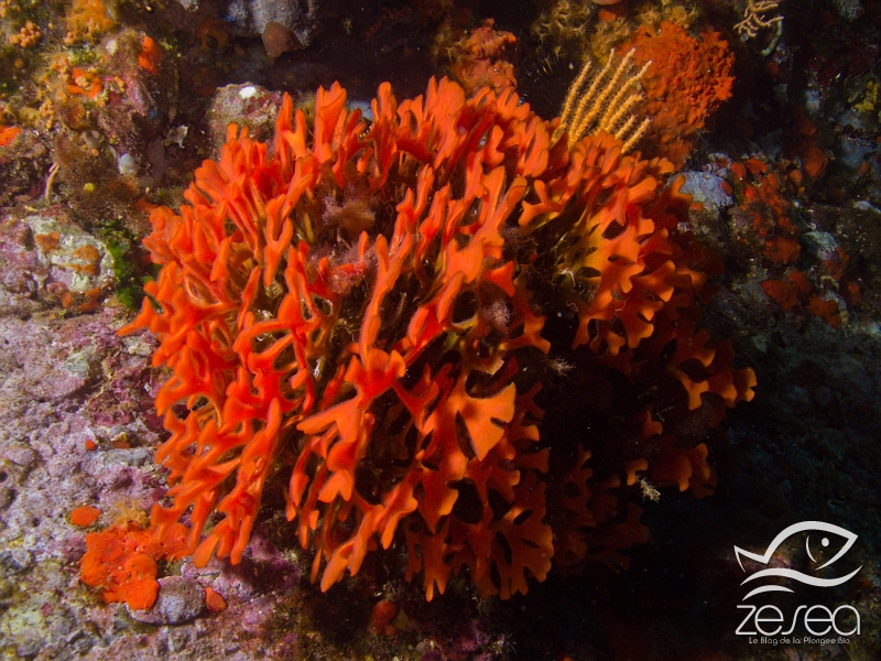 Adeonelles.jpg - Adeonella calveti. Les adeonelles sont des bryozoaires endémiques à la Méditerranée. Il vivent sur des substrats durs en général bien à l'ombre et forment des colonies en forme de petit buisson. C'est une des espèces qu'on trouve dans le coralligène.