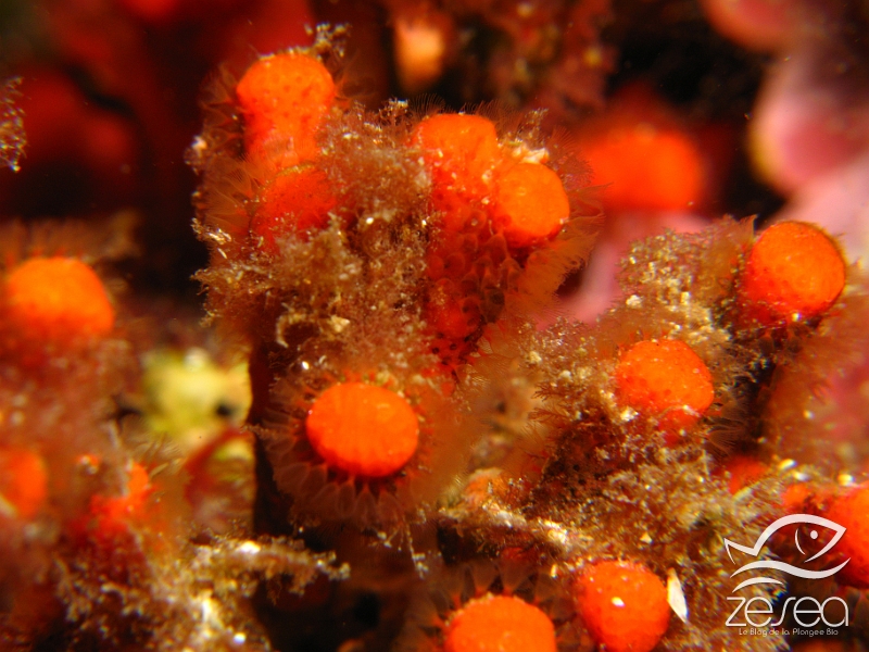 Faux-corail.jpg - Myriapora truncata. Le faux-corail est une espèce coloniale en forme de buisson que l'on trouve dans les zones à l'abris de la lumière.