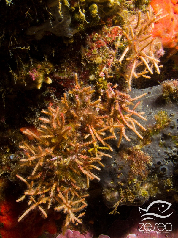 Margaretta-cereoides.jpg - Margaretta cereoides. Le bryozoaire cactus-cierge vit en Méditerranée, Atlantique (proche Méditerranée) et Mer Rouge. Sa forme rappelle celle des cactus-cierge, d'où son nom. Sur la photo, on aperçoit les lophophores dont le rôle est de capter la nourriture dans l'eau environnante. C'est aussi par là que les échanges gazeux pour la respiration se font.