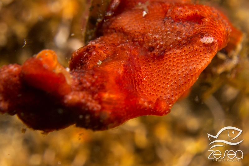 Schizoporella-orange.jpg - Schizoporella dunkeri. La schizoporella orange est un bryozoaire encroutant. On voit ici les petites loges abritant les lophophores.