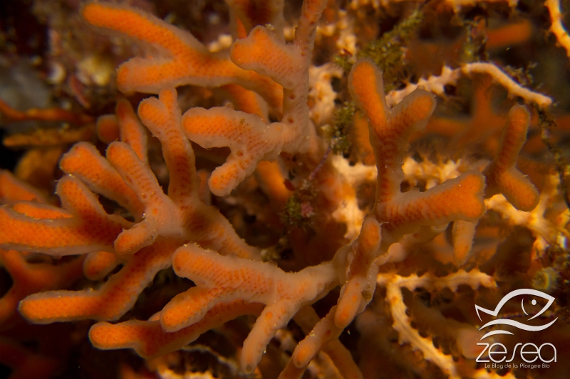 Smittina-cervicornis.jpg - Smittina cervicornis. Les bryozoaires "cornes de cerf" forment de petits buissons et sont plutôt rares. On les trouve sur les fonds rocheux, et ont la particularité de vivre en association (mutualisme) avec une éponge transparente, Halisarca harmelini, qui les recouvrent.