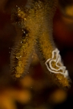 Turbicellepora-avicularis