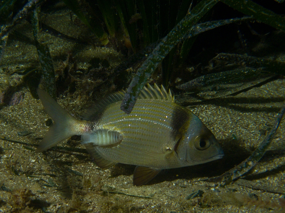 Anilocra.jpg -  Anilocra sp. Ces isopodes marins sont les cousins des cloportes que l'on trouve sur la terre. ce sont des animaux qui vivent du parasitisme, en s'accrochant sur les poissons, et en se nourrissant de leur peau et de leur sang. Les espèces de poissons vivants dans les milieux rocheux sont plus exposés au parasitisme. Ici, un sar à tête noire.