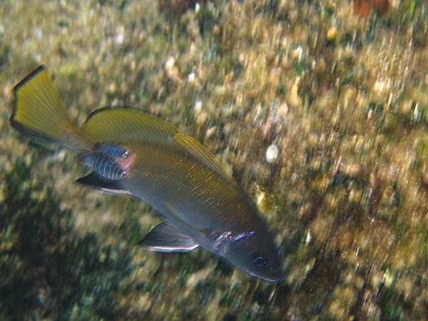 Anilocre.jpg -  Anilocra sp. Ces isopodes marins sont les cousins des cloportes que l'on trouve sur la terre. ce sont des animaux qui vivent du parasitisme, en s'accrochant sur les poissons, et en se nourrissant de leur peau et de leur sang. Les espèces de poissons vivants dans les milieux rocheux sont plus exposés au parasitisme, comme le Corb.