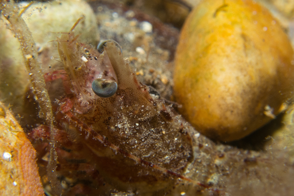 Boucot-de-Mediterranee.jpg - Sicyonia carinata. Le boucot de Méditerranée est la seule crevette de ce genre (Sicyonia) vivant sur nos côtes (Méditerranée et Atlantique). Elle fréquente les fonds sableux, vaseux ou de graviers. Elle peut s'enfouir en quelques secondes et sort généralement la nuit pour chasser. Son rostre est très court et elle peut mesurer jusqu'à 7 ou 8 cm de longueur.