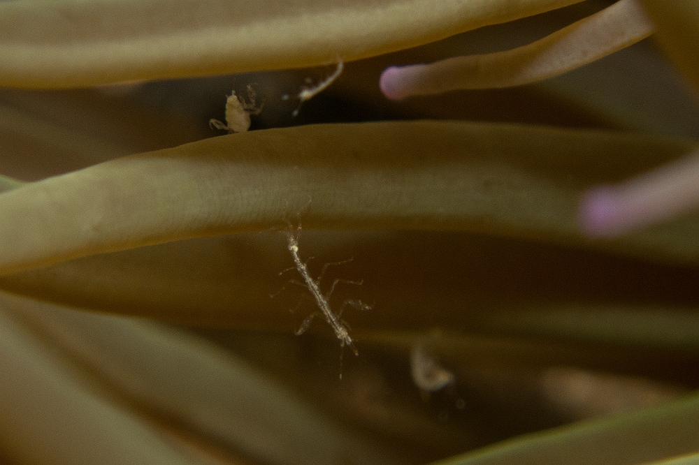 Caprella-sp.jpg - Caprella sp. Les caprellles sont d'étranges petits crustacés dont certain ne mesurent pas plus de quelques millimètres, comme c'est le cas ici. Elless ont l'allure des mantes religieuses et se cramponnent à l'aide de pattes abdominales. La différenciation des espèces est très compliquée à l'oeil nu.