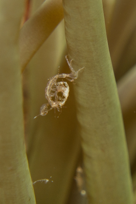 Caprelle.jpg - Caprella sp. Les caprellles sont d'étranges petits crustacés dont certain ne mesurent pas plus de quelques millimètres, comme c'est le cas ici. Elless ont l'allure des mantes religieuses et se cramponnent à l'aide de pattes abdominales. La différenciation des espèces est très compliquée à l'oeil nu. Ici, il s'agit probablement de deux individus entrain de se reproduire.