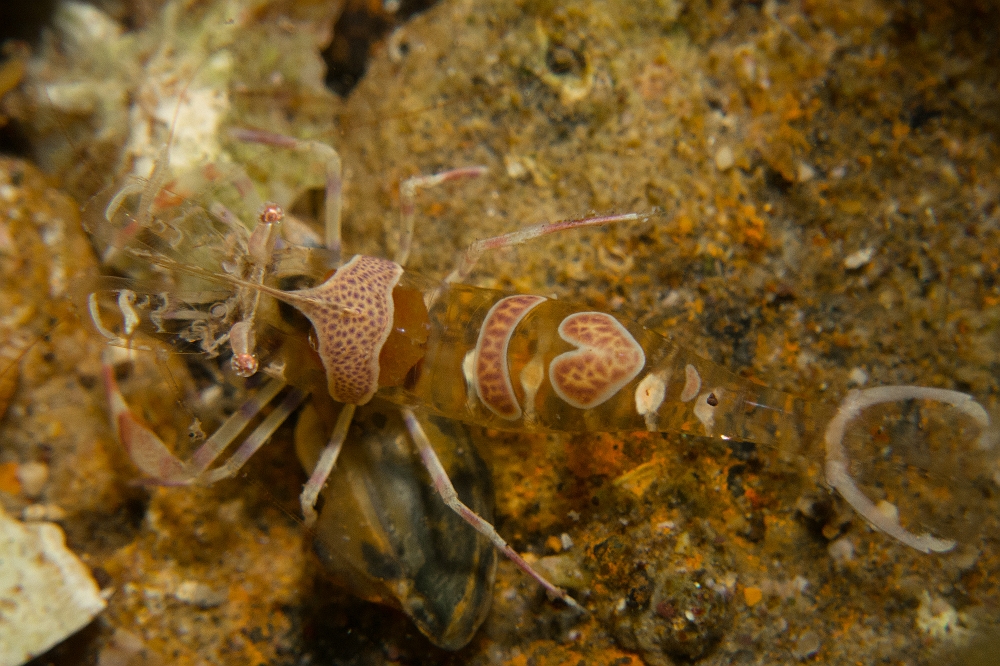 Crevette-amethyste.jpg - Periclimenes amethysteus. La crevette améthyste est une espèce endémique en Méditerranée. On peut la différencier des autres crevettes du genre Periclimenes par ses dessins épais et bordés de blanc. Elle vit en étroite association avec différentes anémones de Méditerranée.