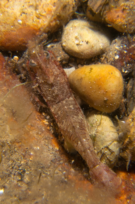 Crevette-boucot.jpg - Sicyonia carinata. Le boucot de Méditerranée est la seule crevette de ce genre (Sicyonia) vivant sur nos côtes (Méditerranée et Atlantique). Elle fréquente les fonds sableux, vaseux ou de graviers. Elle peut s'enfouir en quelques secondes et sort généralement la nuit pour chasser. Son rostre est très court et elle peut mesurer jusqu'à 7 ou 8 cm de longueur.