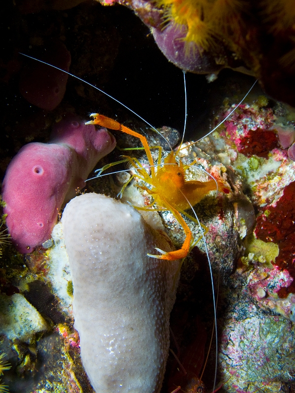 Crevette-cavernicole-jaune.jpg -  Stenopus spinosus. La crevette cavernicole possede des antennes plus longues que son corps, et de longues pinces. On la rencontre surtout dans le coralligène, et est active plutôt la nuit.