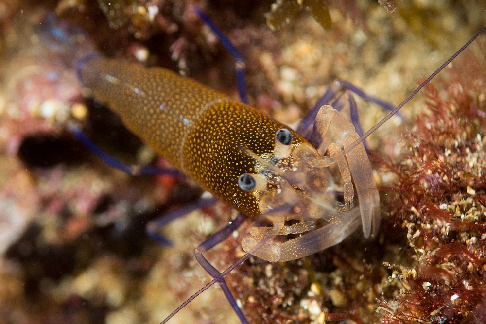 Crevette-drimo.jpg - Gnathophyllum elegans. La crevette Drimo est une des plus belles crevettes de Méditerranée. Elle est très recherchée par les photographes. Mais ce n'est quasiment que la nuit que l'on peut l'observer sous les roches ou dans les failles.