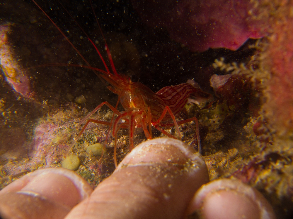 Crevette-lysmata.jpg - Lysmata seticauda. On la voit ici approchant les doigts pour les nettoyer !