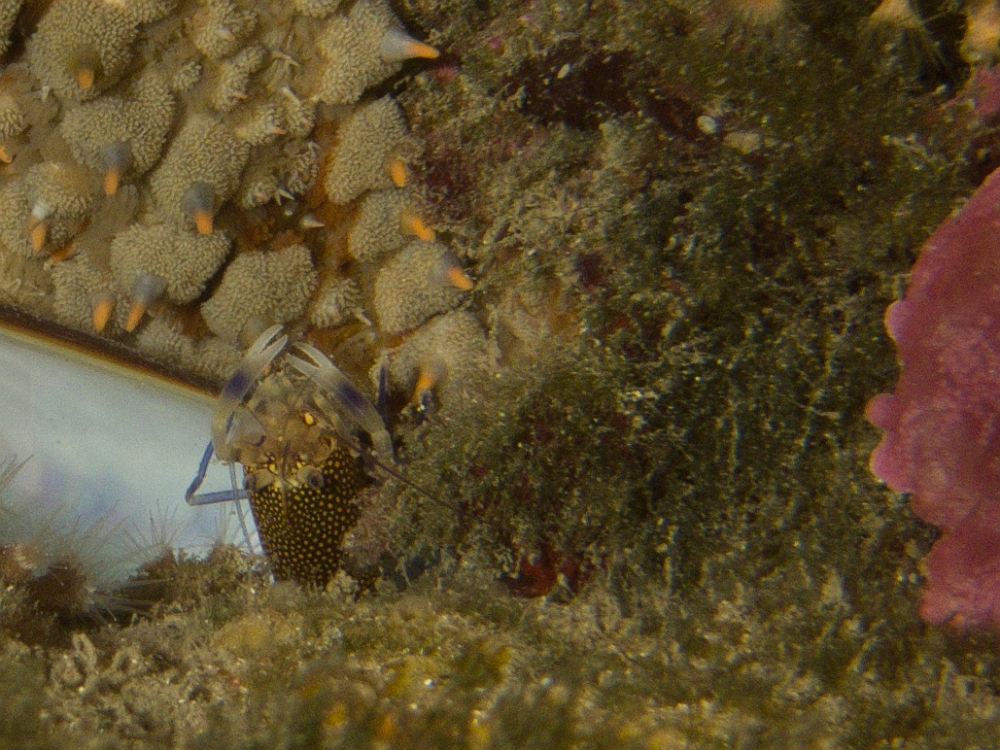 Gnathophyllum-elegans.jpg - Gnathophyllum elegans. La crevette Drimo est une très belle crevette que l'on ne peut voir en général que la nuit, lorsqu'elle sort pour se nourrir. En journée, elle reste à l'abris dans les petites failles rocheuses ou dans le coralligène. Elle vit souvent en contact avec des échinodermes, comme ici où l'on peut la voir avec l'étoile de mer Masthasteria glacialis.