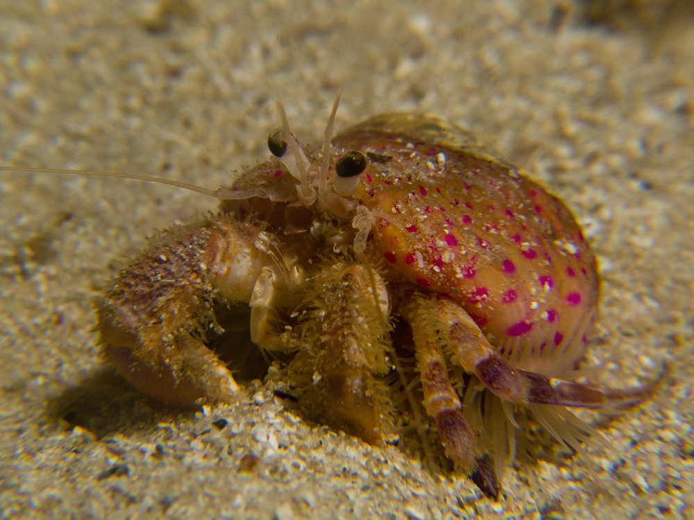 Gonfaron.jpg - Pagurus prideaux. Ce petit Bernard l'ermite appelé également Gonfaron, vit en étroite relation avec l’anémone manteau (Adamsia palliata). Celle-ci peut même s'étaler lorsque la coquille de son hôte devient trop petite, et ainsi le protéger.