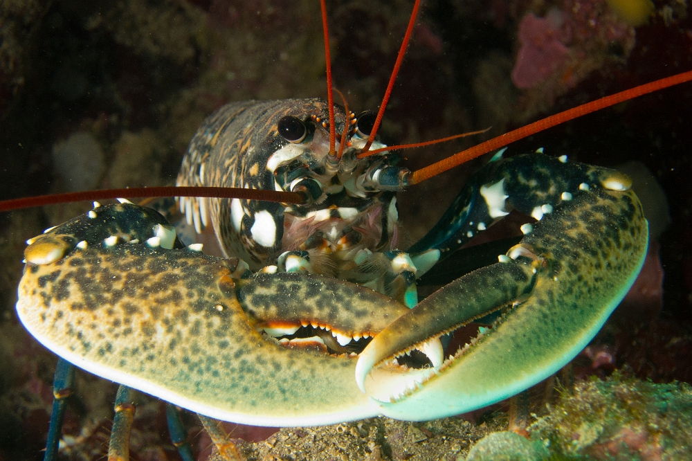 Homard-europeen.jpg - Homarus gammarus. Le homard européen vit en Méditerranée et en Atlantique jusqu'en Manche. On le trouve dans les failles rocheuses mais il est devenu très rare à cause de la surpêche dont il a été victime. Il possède deux grosses pinces différentes: une puissante pour casser des coquilles par exemple, l'autre plus fine et coupante.