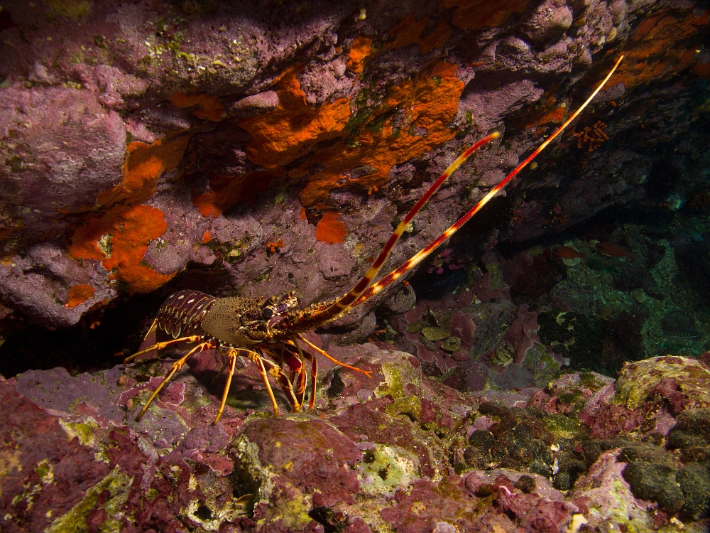 Langouste.jpg - Palinurus elephas. La langouste d'Europe atteint une taille d'environ 50cm. Elle vit en général dans une cavité dans la roche rarement au-dessus de 15m. Elle se nourrit de mollusques comme des bivalves, de cadavres ou d'oursins.