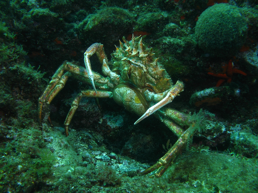 Maja-squinado.jpg - Maja squinado. Cette araignée de mer atteint des tailles impressionnantes, son corps (sans les pattes) peut mesurer jusqu'à 20 cm. Elle peut vivre 7 à 8 ans. Se trouve près des côtes à partir du printemps, mais descend plus en profondeur au delà de 50m pendant l'hiver.