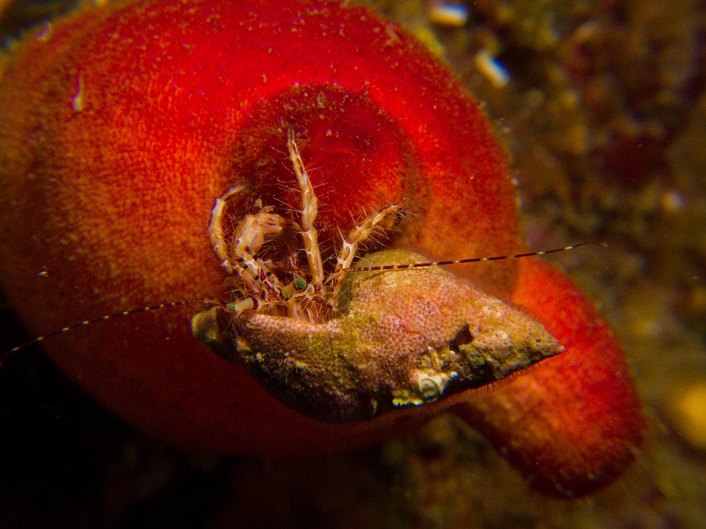 Pagurus-anachoretus.jpg - Pagurus anachoretus. Petit Bernard l'ermite assez coloré, qui possède des poils sur sa carapace.