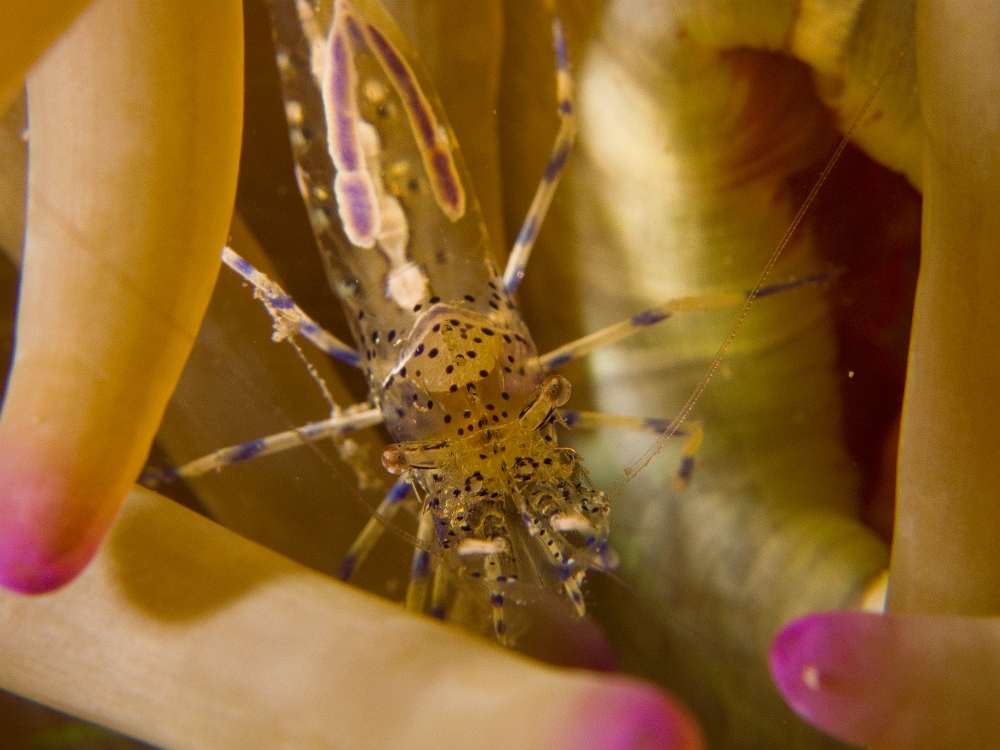 Periclimenes-aegylios.jpg -  Periclimenes aegylios. La crevette transparente est une espèce assez rare que l'on peut rencontrer en particuliers dans une anémone de l'espèce Cribrinopsis crassa. Elle est immunisée contre le venin de celle-ci. Elle vit en association avec l'anémone et se nourrit certainement de ses rejets. C'est une espèce endémique à la Méditerranée.