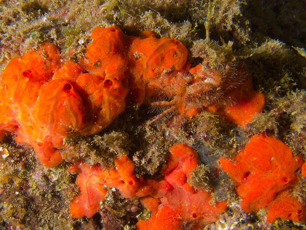 Pilumnus-spinifer.jpg - Pilumnus spinifer. Le pilumne épineux est un petit crabe d'environ 3 cm que l'on rencontre un peu plus profond que Pilumnus villosissimus, sur les fonds durs comme le coralligène, souvent à proximité des éponges.