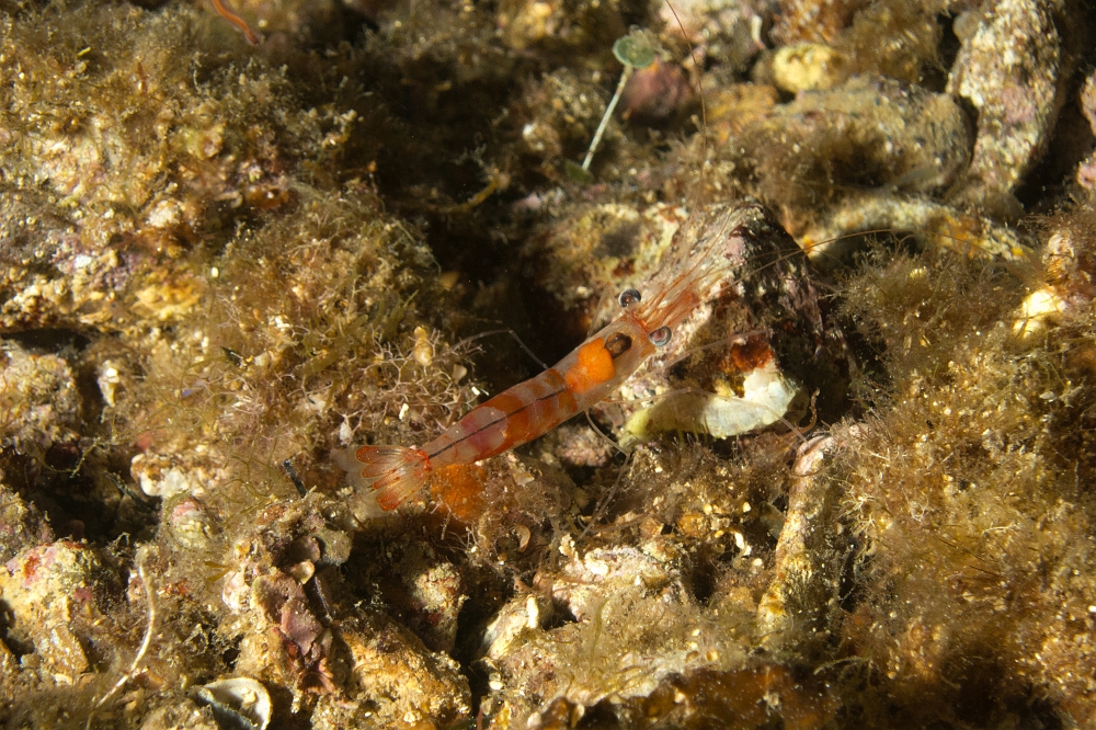 Processa-acutirostris.jpg - Processa acutirostris. La crevette autruche à rostre pointu est une espèce que l'on ne rencontre qu'en Méditerranée (endémique). Elle vit aux abords ou à l'intérieur des herbiers de posidonie.