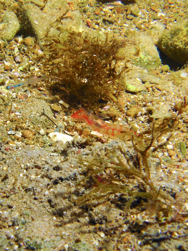 Processa.jpg -  Processa macrophthalma. La crevette autruche à gros yeux, est un crustacé nocturne, puisque la journée, elle est enfouie dans le sable et ne sort qua la nuit pour se nourrir. On peut la voir près de la posidonie, sur les fonds sableux.
